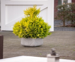 Lebensbaum (Thuja plicata '4ever Goldy')