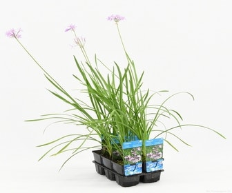 Wilder Knoblauch (Thulbachia violance)