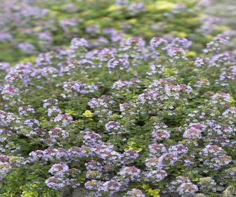 Thymian (Thymus 'Doone Valley')