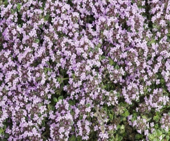 Wolthymian (Thymus praecox 'Pseudolanuginosus')