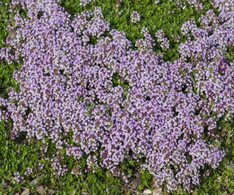 Thymian (Thymus serpyllum)