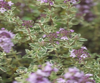 Thymian (Thymus vulgaris 'Silver Posie')