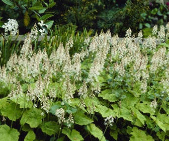 Persische Mütze / Schaumkraut (Tiarella cordifolia)