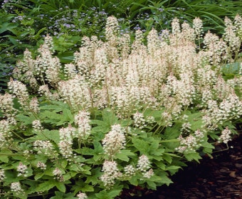 Persische Haube/Schaumblume (Tiarella cordifolia 'Oakleaf')