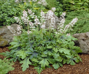 Schaumblüte (Tiarella 'Iron Butterfly')