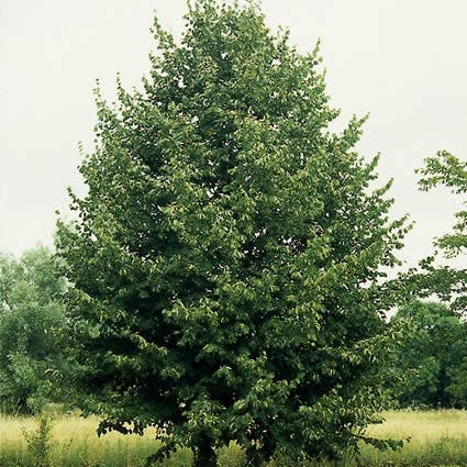 Lindebaum (Tilia cordata 'Greenspire')