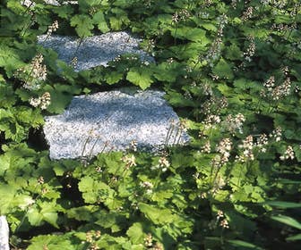 Persische Haube / Schaumkraut (Tiarella cordifolia) Bio