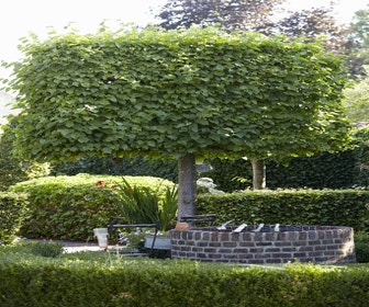 Spalier-Linde (Tilia vulgaris 'Pallida')