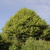 Lindenbaum (Tilia platyphyllos)
