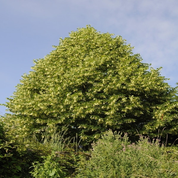 Lindenbaum (Tilia platyphyllos)