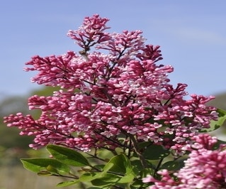 Zwergflieder (Syringa 'Tinkerbelle'®)