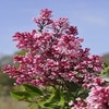 Zwerg-Flieder (Syringa 'Tinkerbelle'®)