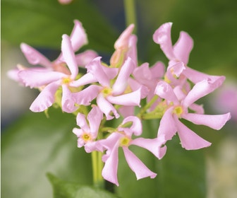 Rosa Toskanische Jasmin (Trachelospermum 'Pink Air')