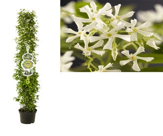 Toskanische Jasmin, Zylinder (Trachelospermum jasminoides )