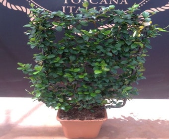 Toskanischer Jasmin als Spalierform (Trachelospernum jasminoides)