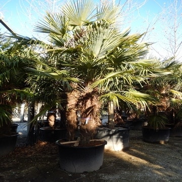 Winterharte Palme mehrstämmig (Trachycarpus fortunei)