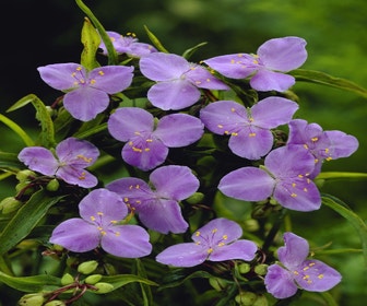 Einstagblume (Tradescantia 'Charlotte')