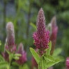 Purpur-Klee (Trifolium rubens)