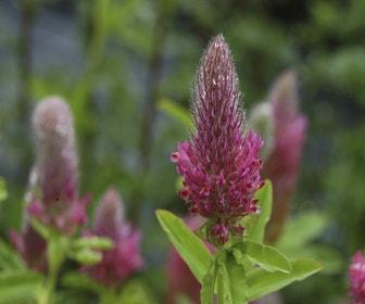 Purpur-Klee (Trifolium rubens)