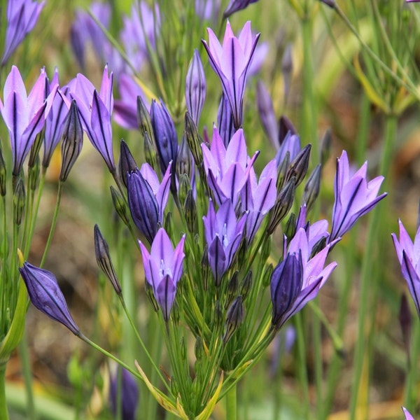 Triteleia 'Koningin Fabiola' (Brodiaea)