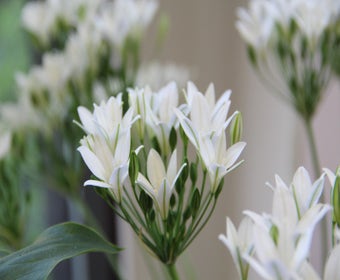 Triteleia (Triteleia laxa 'Silver Queen')