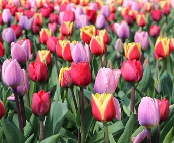 Tulpe (Tulipa 'Triumph Mix)