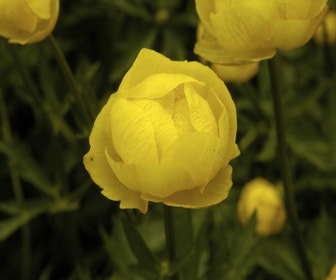 Kugel-Trollblume (Trollius europaeus)