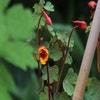 Knolkapper (Tropaeolum tuberosum 'Ken Aslet')