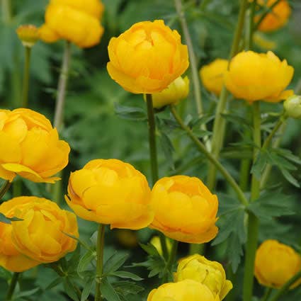 Kugel-Hahnenfuß / Globenblume (Trollius 'Orange Princess')