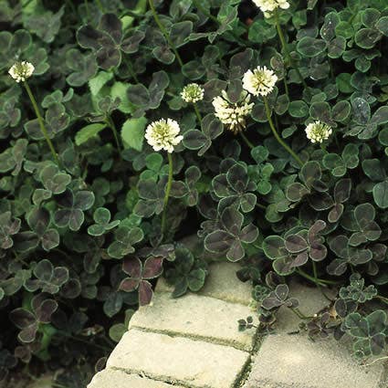 Kleeblatt vier/weiße Klee (Trifolium repens 'Pentaphyllum')