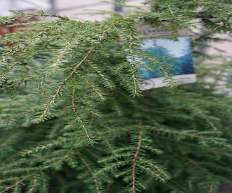 Hemlockstanne (Tsuga canadensis)