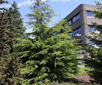 Westeliche Hemlocktanne (Tsuga heterophylla)