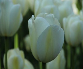 Tulpe (Tulipa 'Angels Wish', Einzel spät)