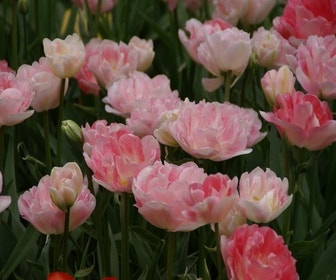Tulpe (Tulipa 'Angélique', Doppelte Tulpen)