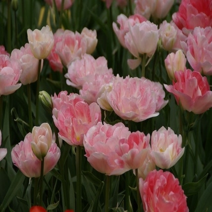 Tulp Ángelique', Dubbele tulpen