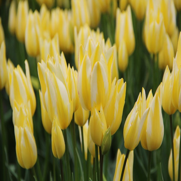 Tulpe (Tulipa 'Antoinette')
