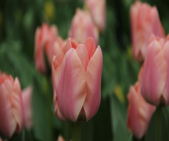 Tulpe (Tulipa 'Apricona', Triumph)