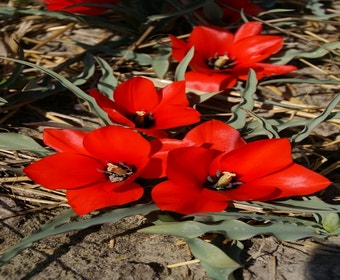 Tulpe (Tulipa batalinii 'Red Hunter')