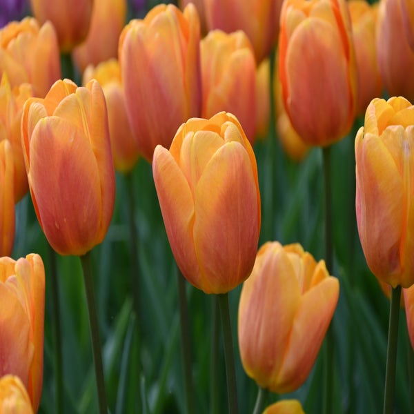 Tulpe (Tulipa 'Bellville')