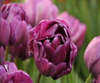 Tulpe (Tulipa 'Blue Diamond')