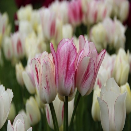 Tulipa 'Candy Club' (Tulp)
