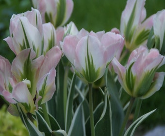 Tulpe (Tulipa 'China Town')