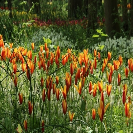 Tulp clusiana chrysantha 'Tubergens Gem' (Wilde tulp)