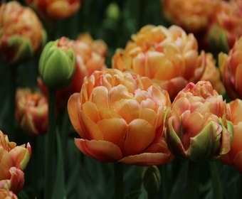 Tulpe (Tulipa 'Copper Image', Doppelte Tulpen)