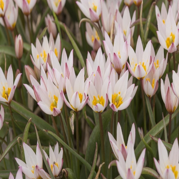 Tulipa cretica 'Hilde' (wilde tulp)
