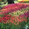 Tulpe (Tulipa Darwin Hybride Mix)
