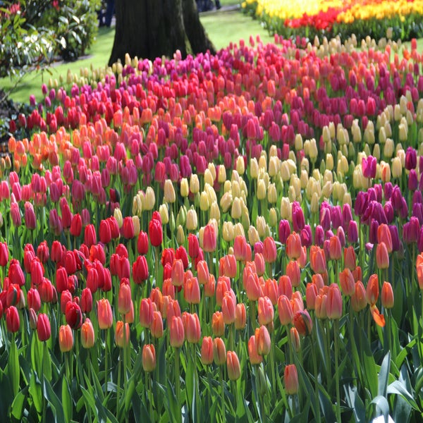 Darwin-tulpen mix
