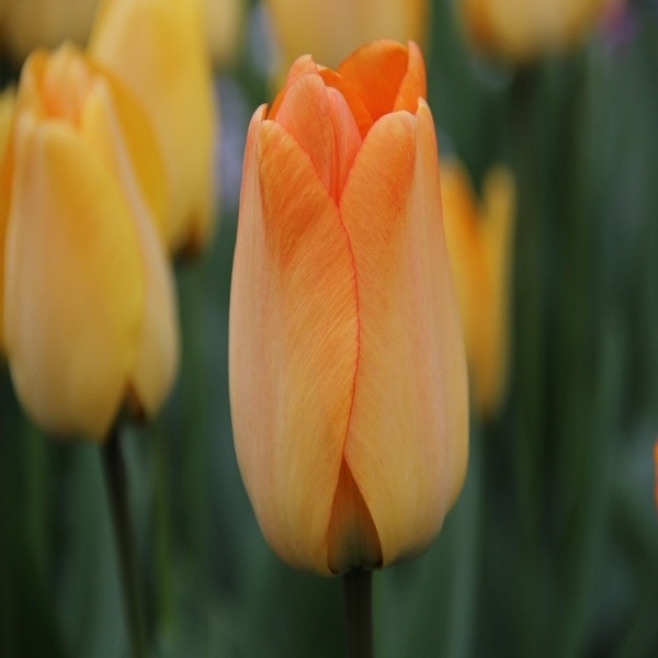 Tulp 'Daydream' (Darwin tulp)