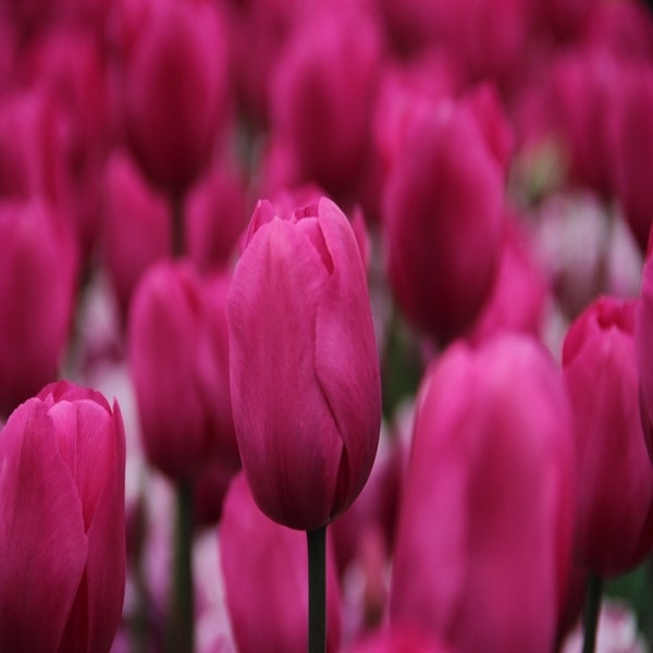 Tulp 'Don Quichotte' (Triumph tulp)