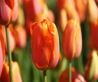 Tulpe (Tulipa 'Dordogne')
